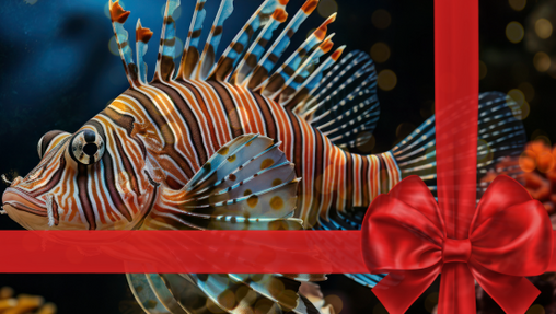 Visuel Billetterie Noel