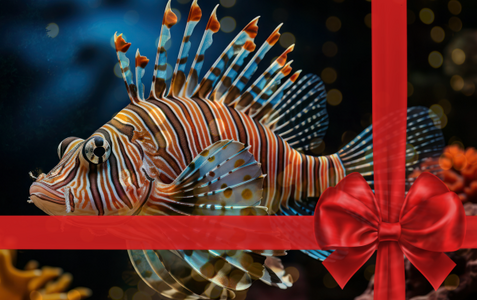 Billetterie 2026 ouverte