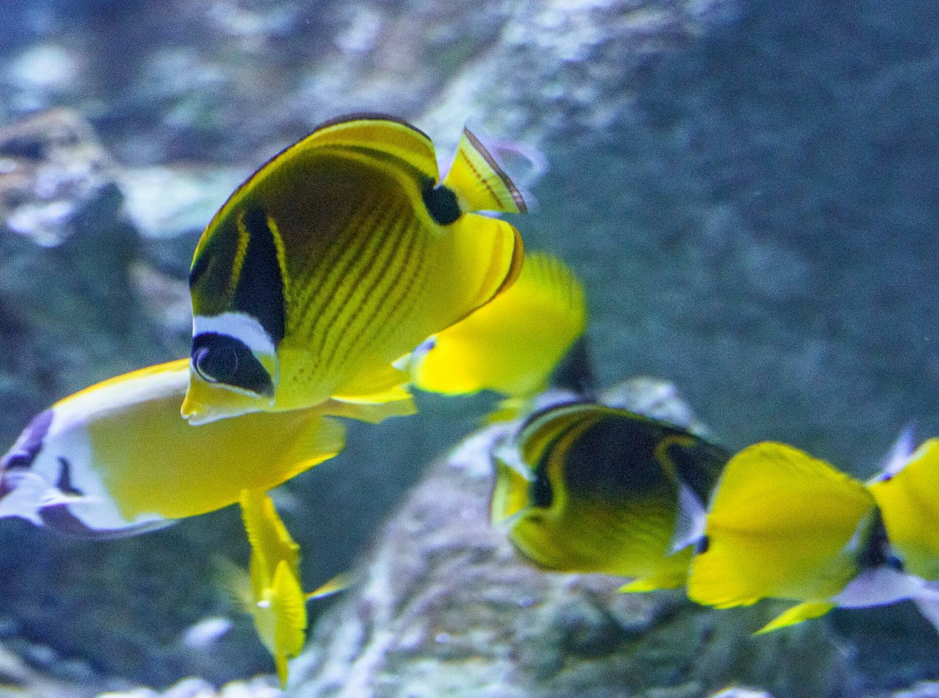 Poisson-papillon raton laveur