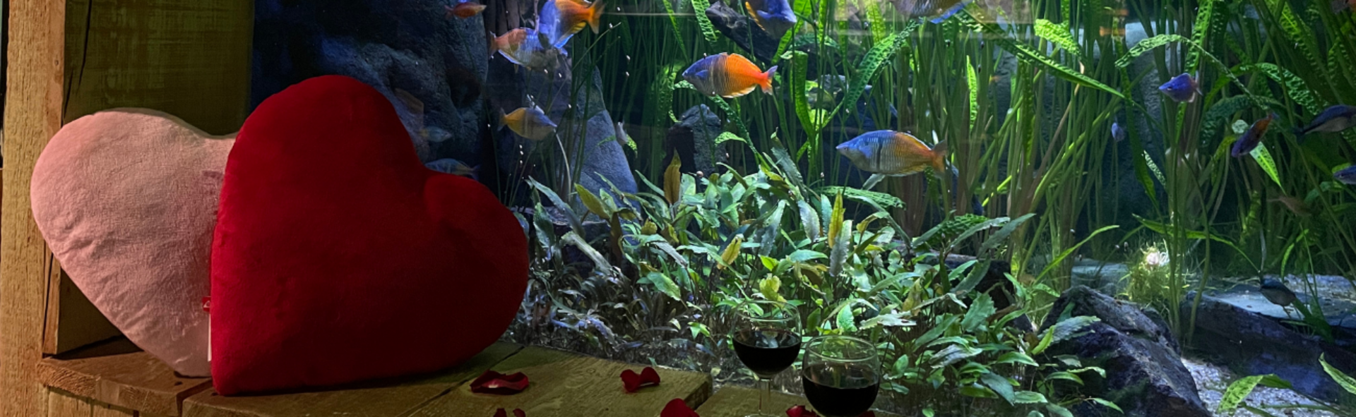 Dîner de Saint Valentin à l'Aquarium