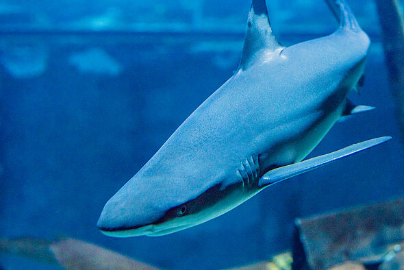 Requin Pointe Noire
