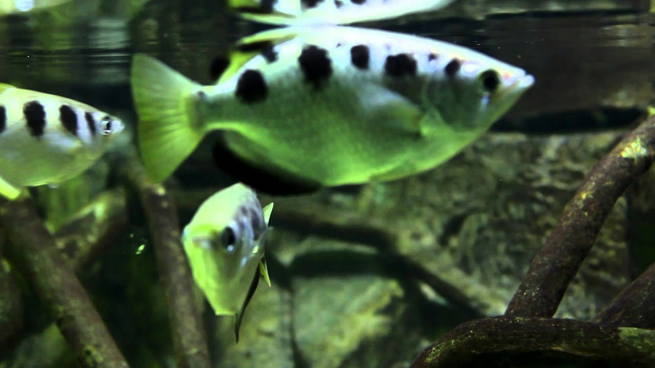 Poisson Archer