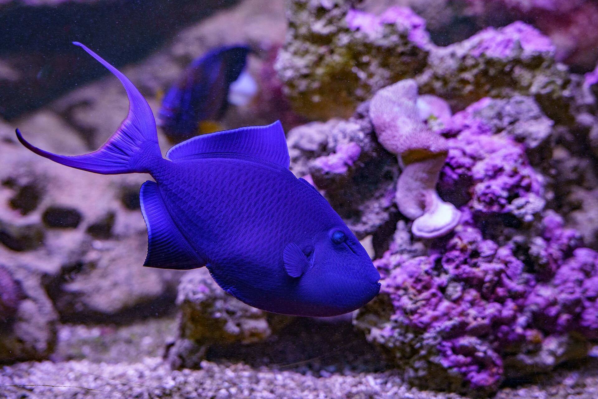 News and births at the Aquarium