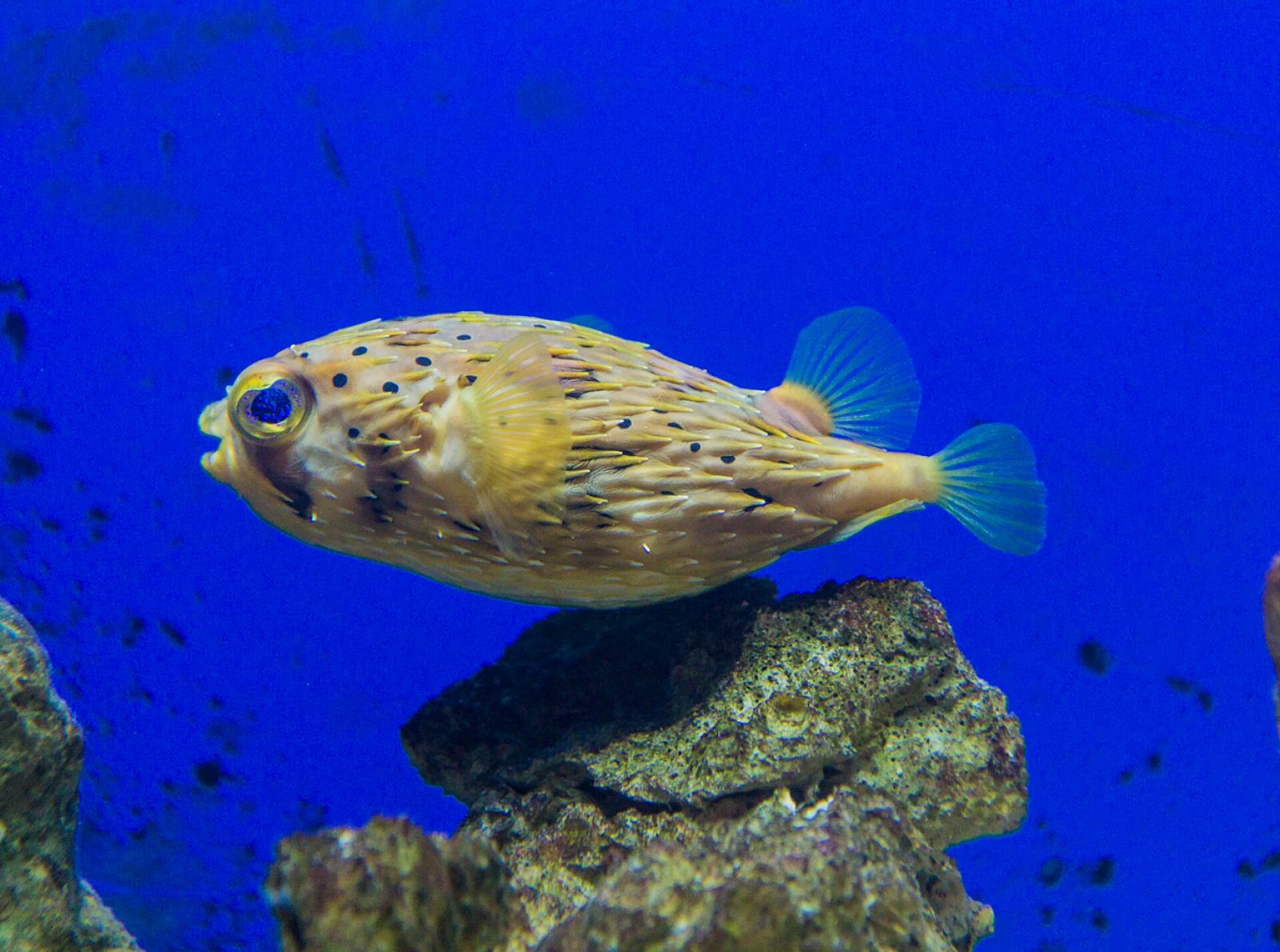 Poisson ballon épineux