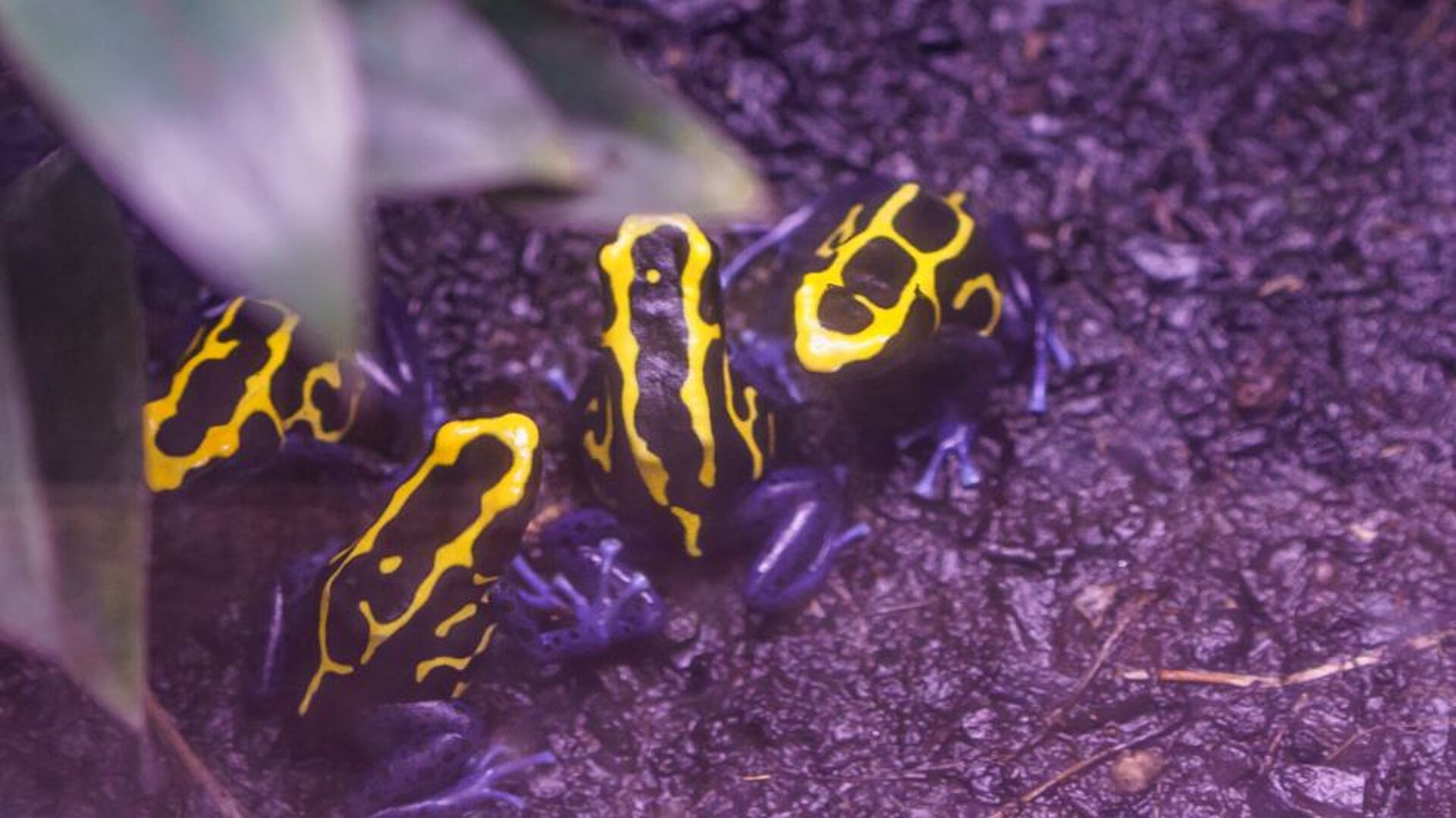 quatre dendrobates