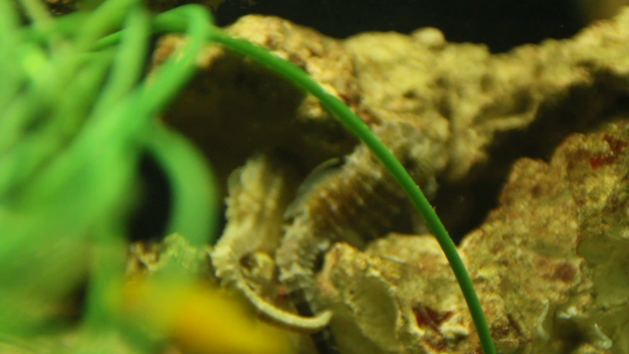 Hippocampus erectus