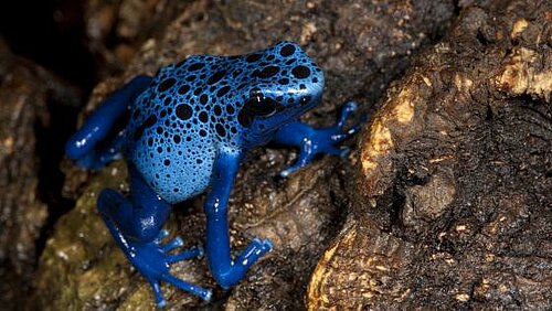 Les Dendrobates