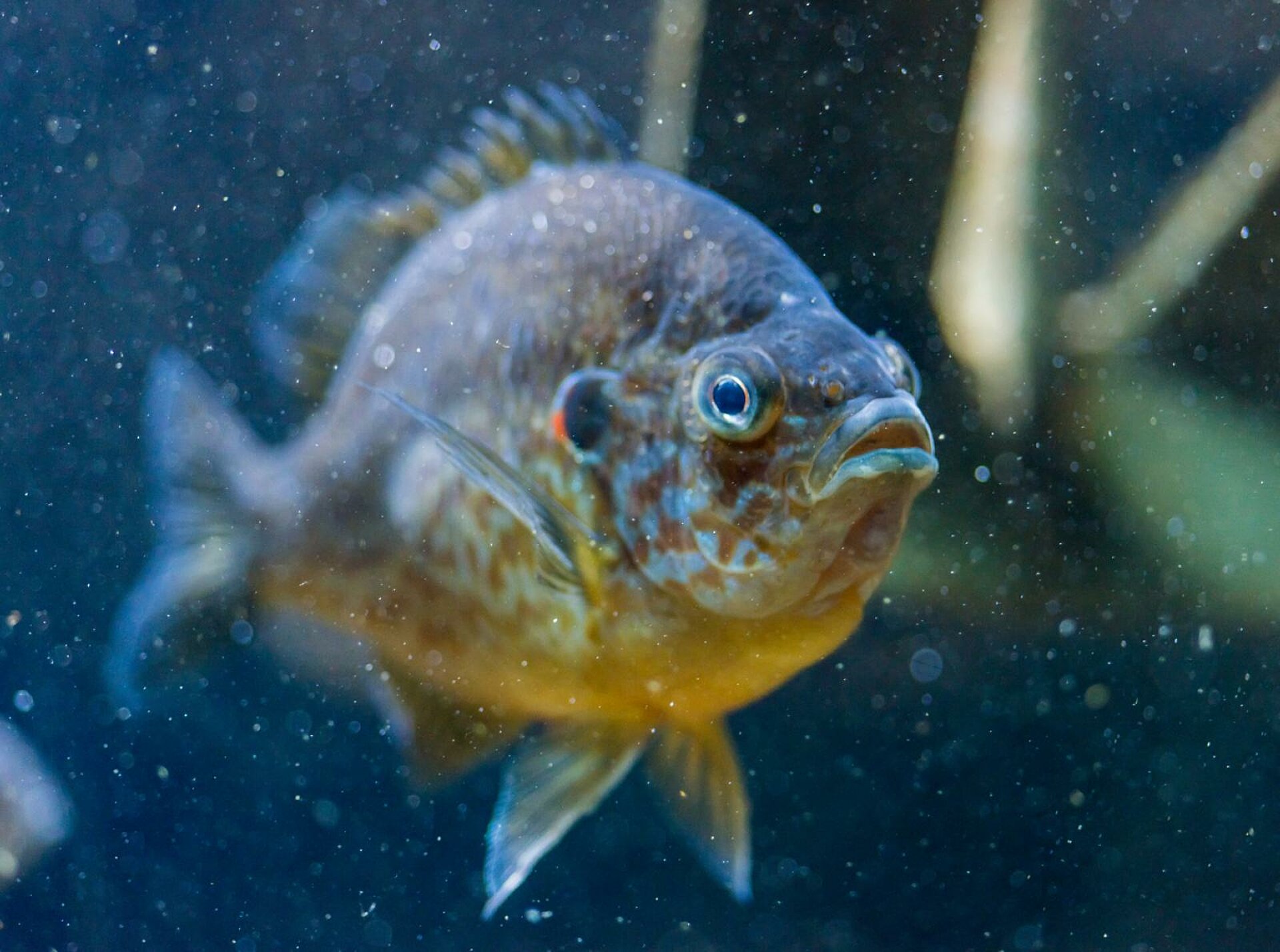 Pumpkinseed fish