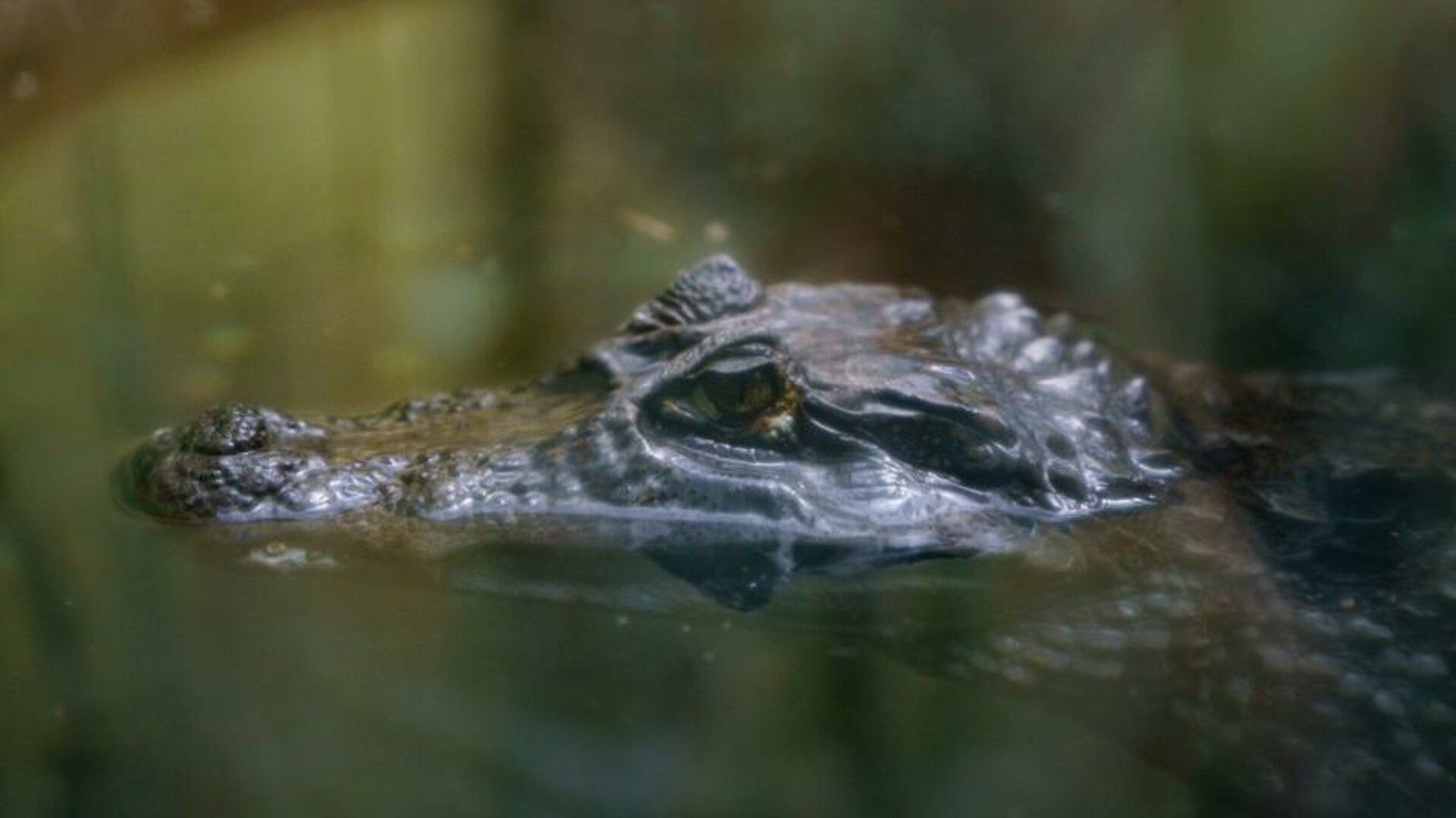 tete-caiman.jpg