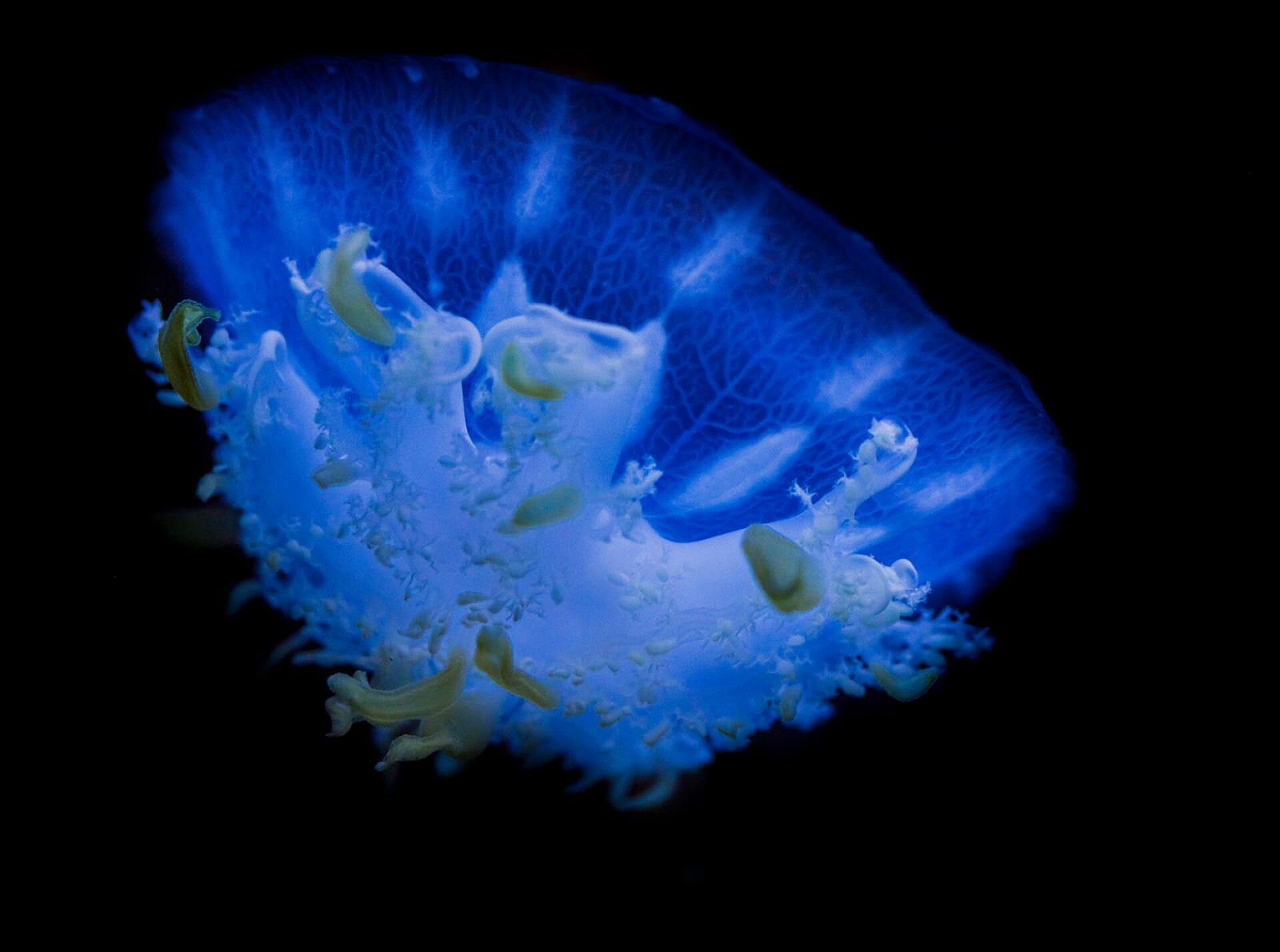 Cassiopeia jellyfish