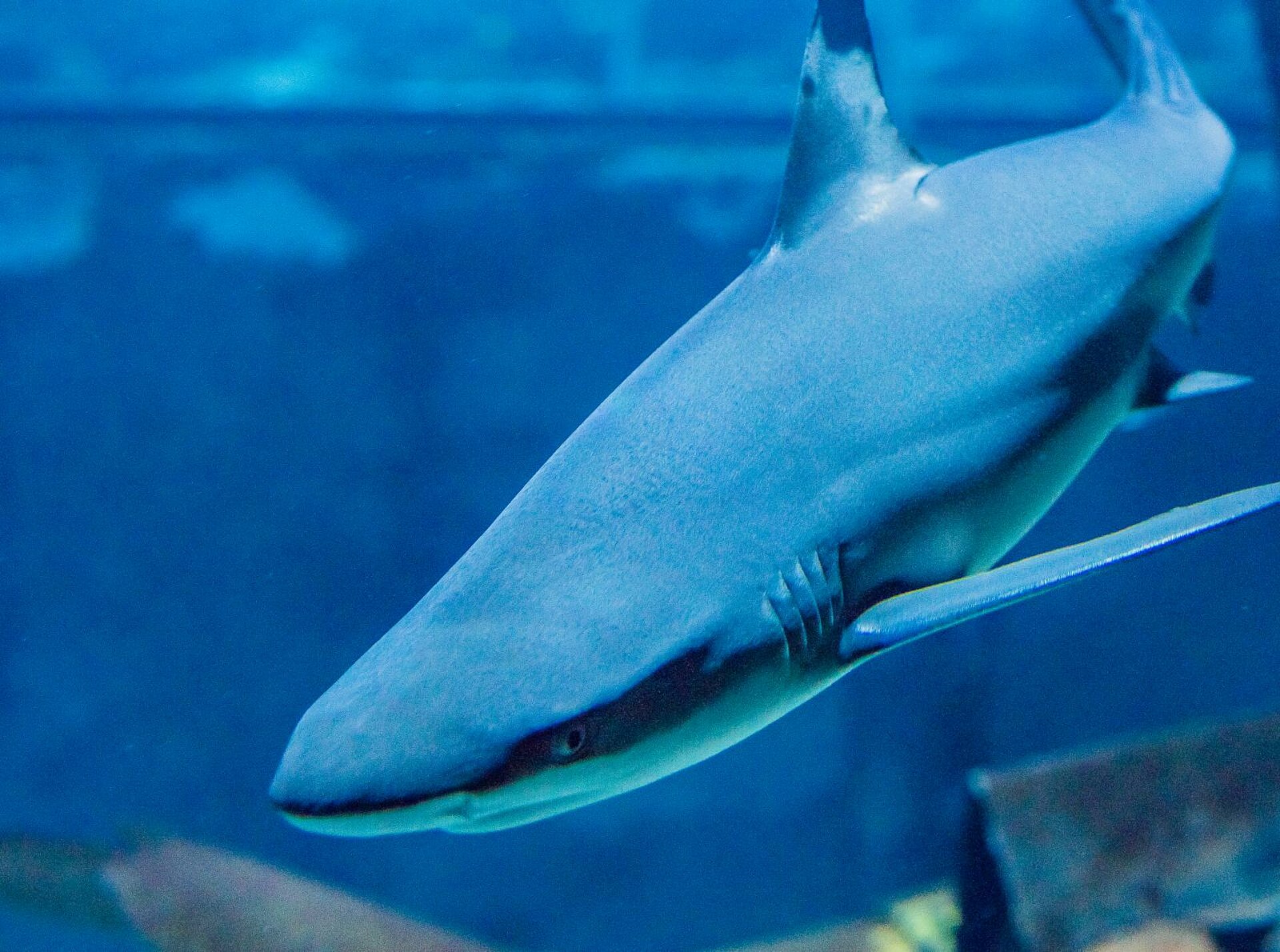 Blacktip shark