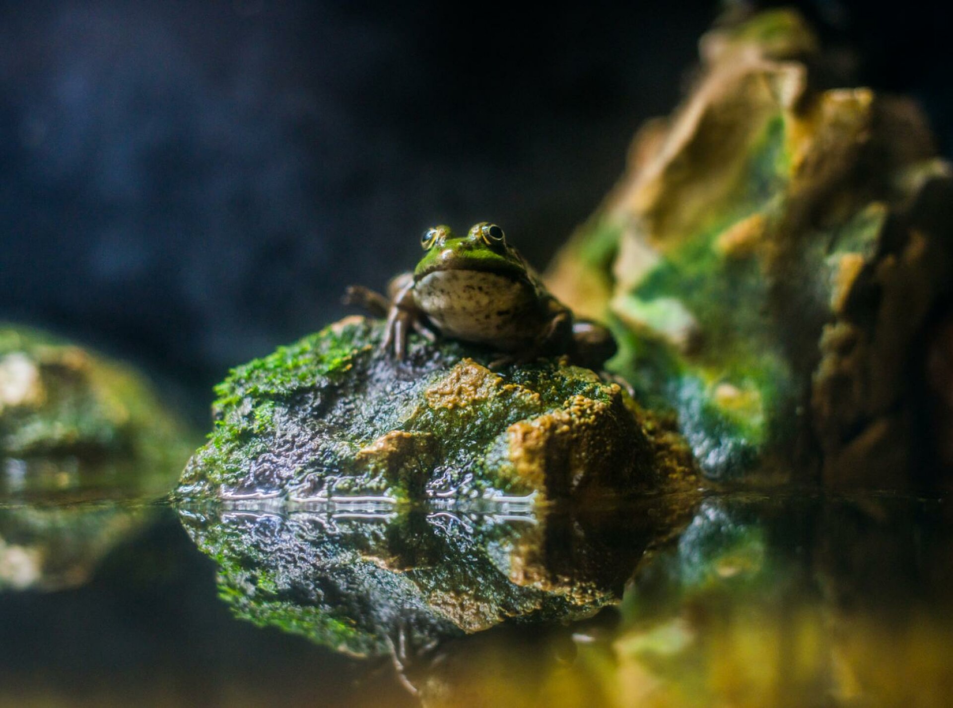 Poison dart frog