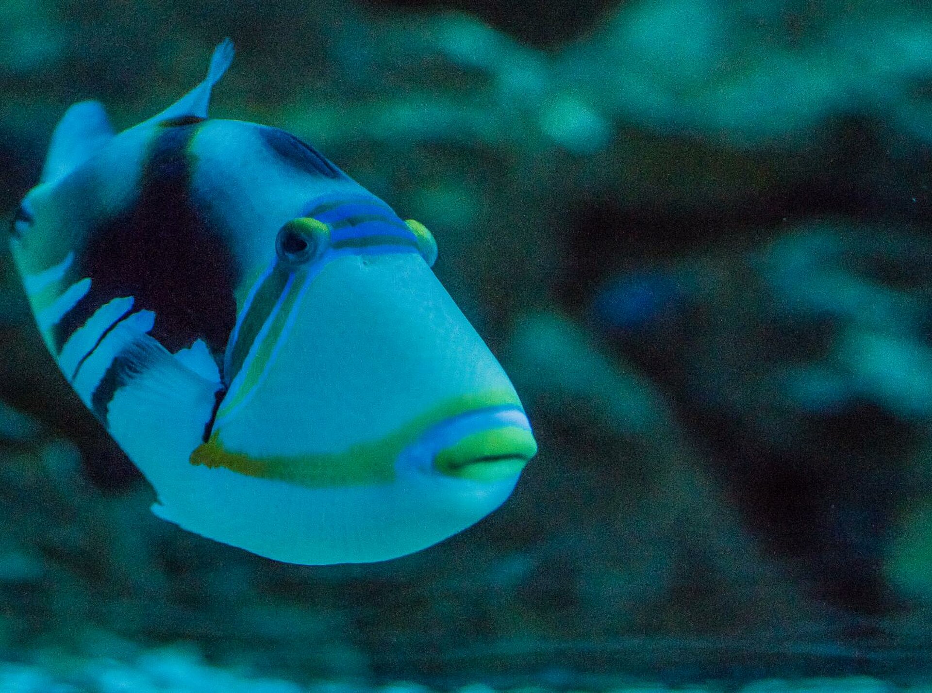 Picasso triggerfish