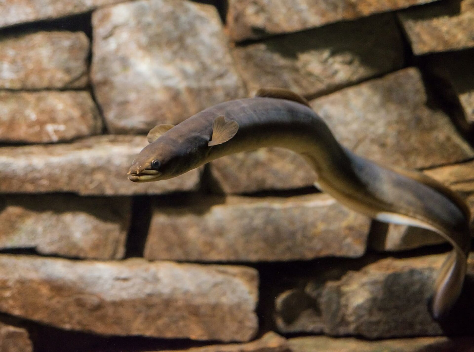 Aquarium De Touraine European Eel Aquarium De Touraine European Eel