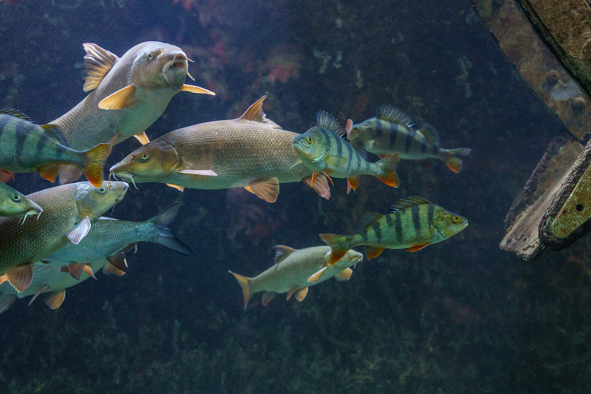 Actualités et naissances à l'Aquarium