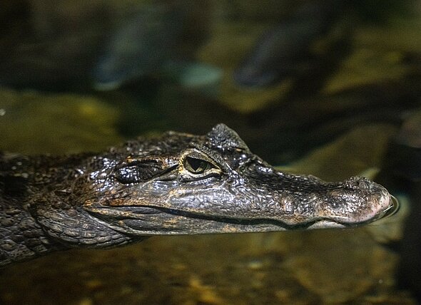 tete de caiman