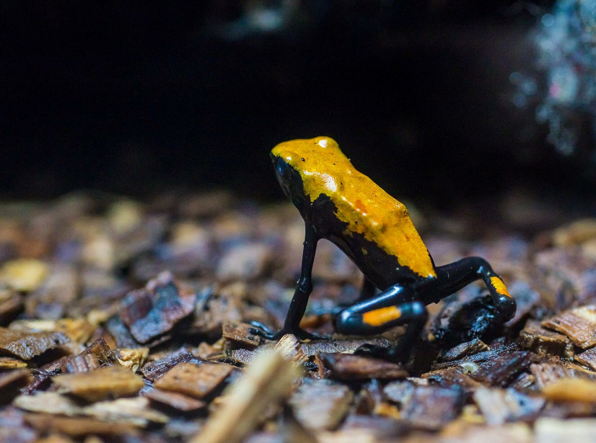 Les Dendrobates