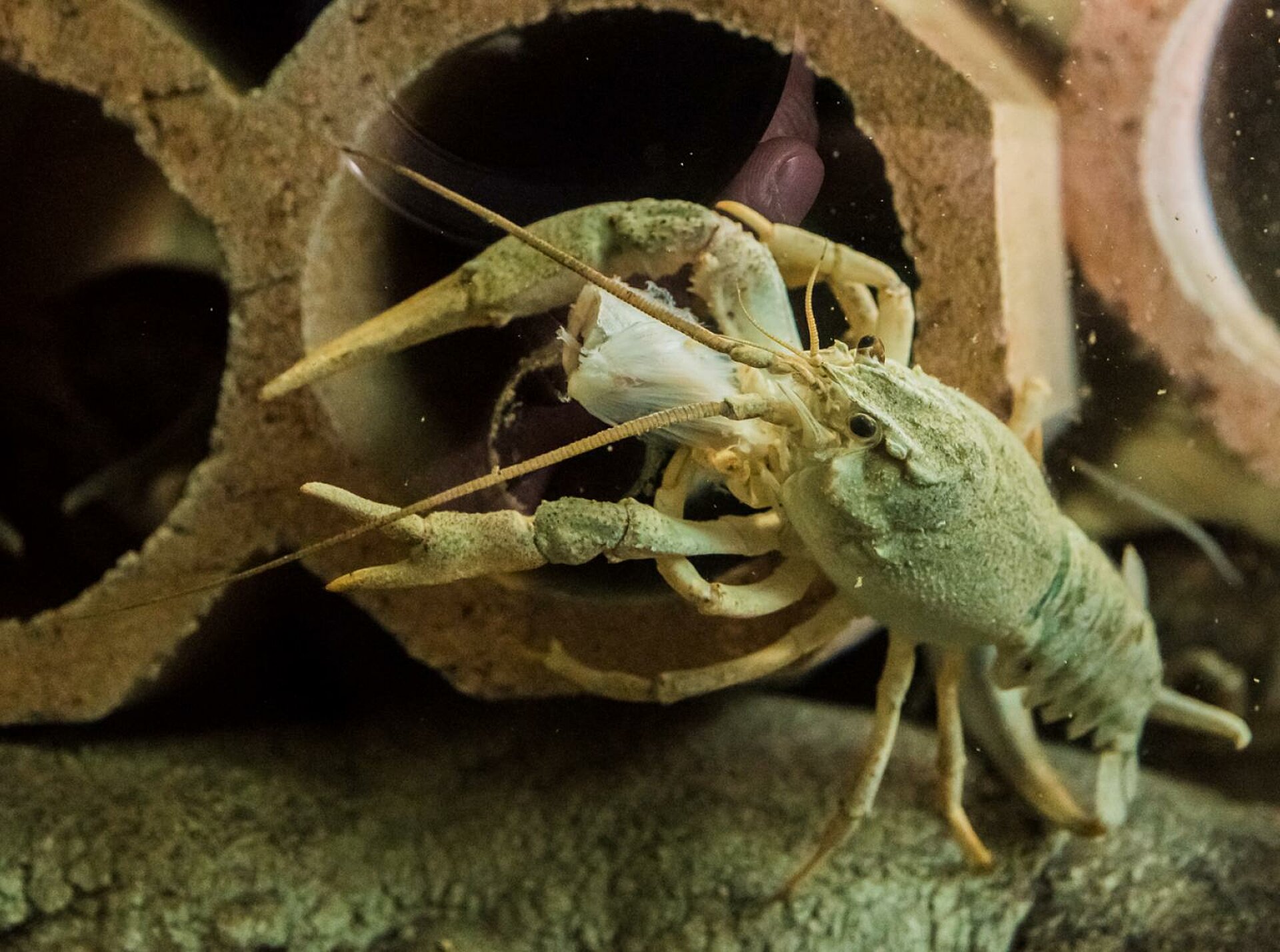 Turkish or narrow-clawed crayfish