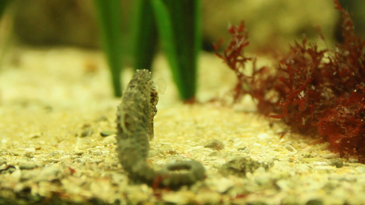 Hippocampe