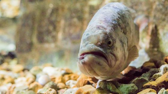 black-bass.jpg