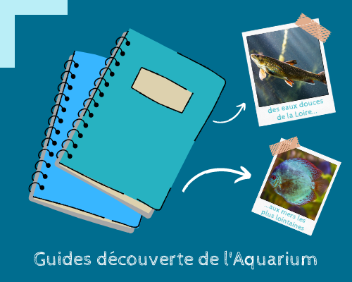 quide-decouverte-de-l-aquarium-handicap.jpg