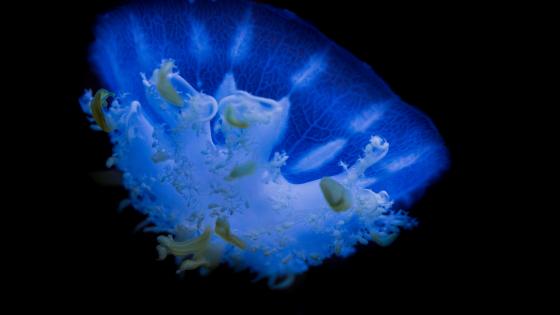 meduse-cassiopee.jpg