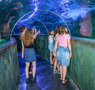 famille-tunnel-aux-requins.jpg