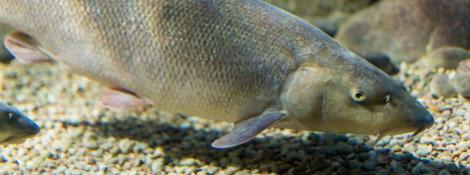 Barbel (barb)