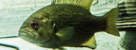 Rock bass