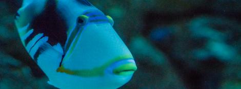 Picasso triggerfish