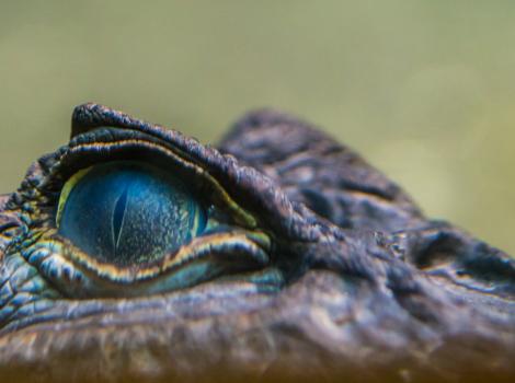 Spectacled caiman