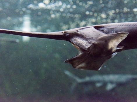 Paddlefish