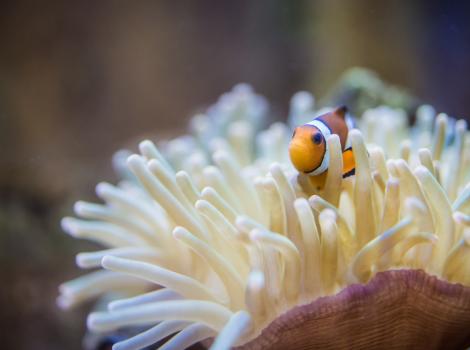 Three-stripe clownfish