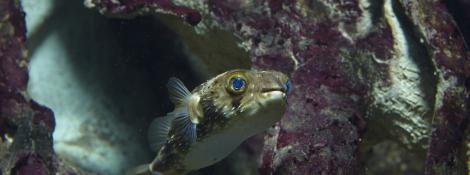 Pufferfish