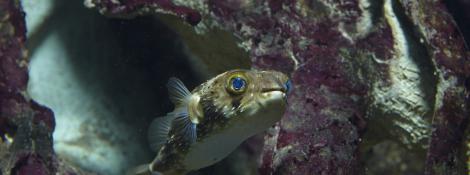 Poisson ballon épineux