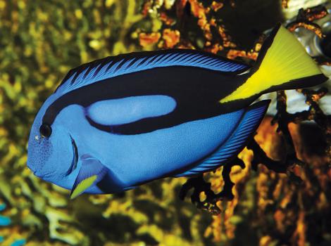 Surgeonfish